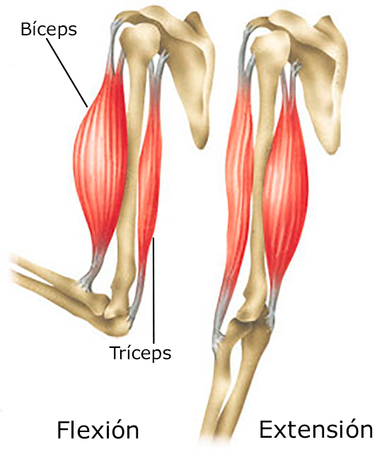 Imaxe que mostra a flexión e extensión dos músculos bíceps e tríceps
