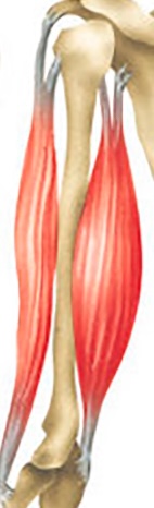 Imaxe que mostra a flexión e extensión dos músculos bíceps e tríceps