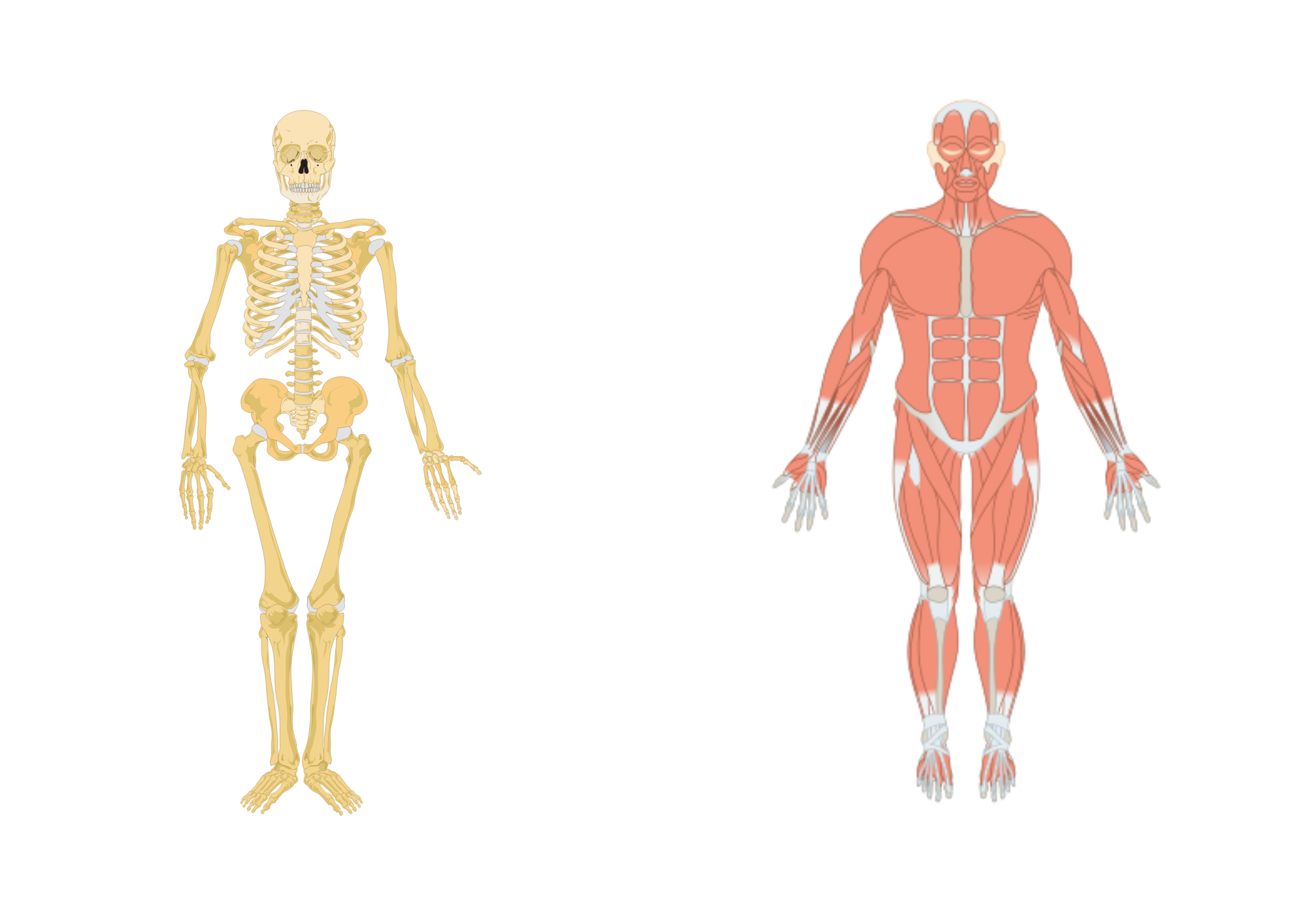 Aparello locomotor: esqueleto e músculos