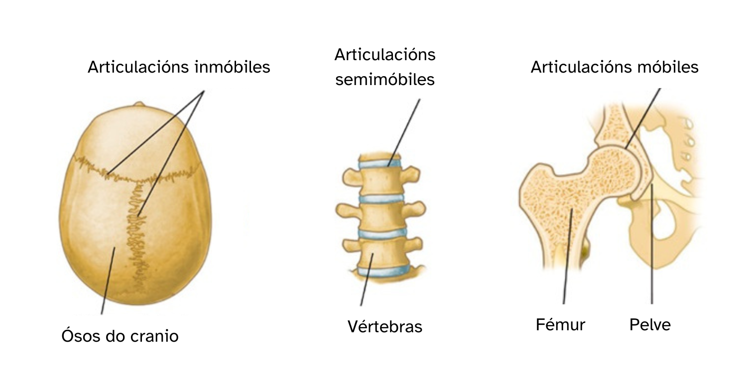 Imaxe sobre os tipos de articulacións: inmóbiles, semimóbiles e móbiles