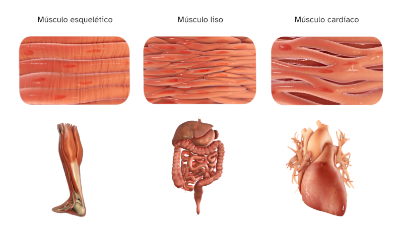 Imaxe que mostra a clasificación dos músculos en esqueléticos, lisos e cardíacos