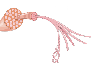 Imaxe das fibras musculares