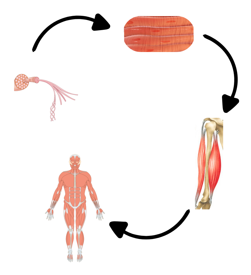Niveis de organización celular