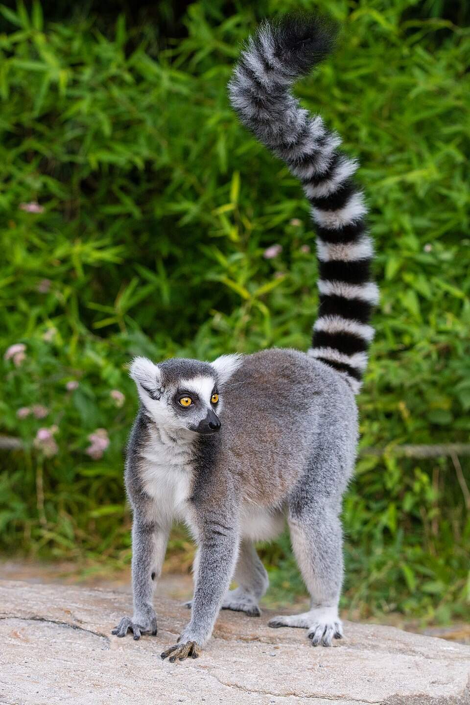 Fotografía de un lemur