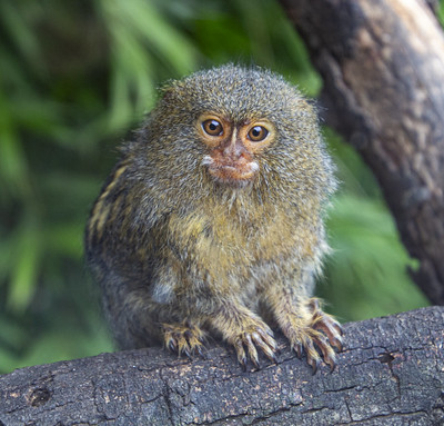 Mono tití pigmeo mirando de frente