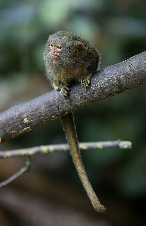 Mono tití pigmeo con su larga cola