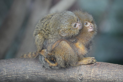 Dos monos tití pigmeos