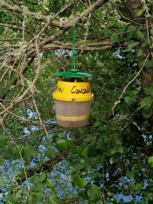 Trampa para Velutinas