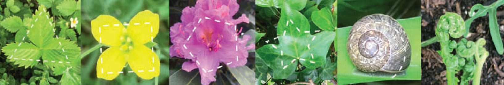 Formas xeométricas atopadas na natureza Imaxes de formas xeométricas atopadas na natureza