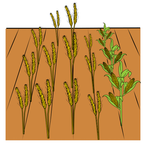 Pictograma de socalco