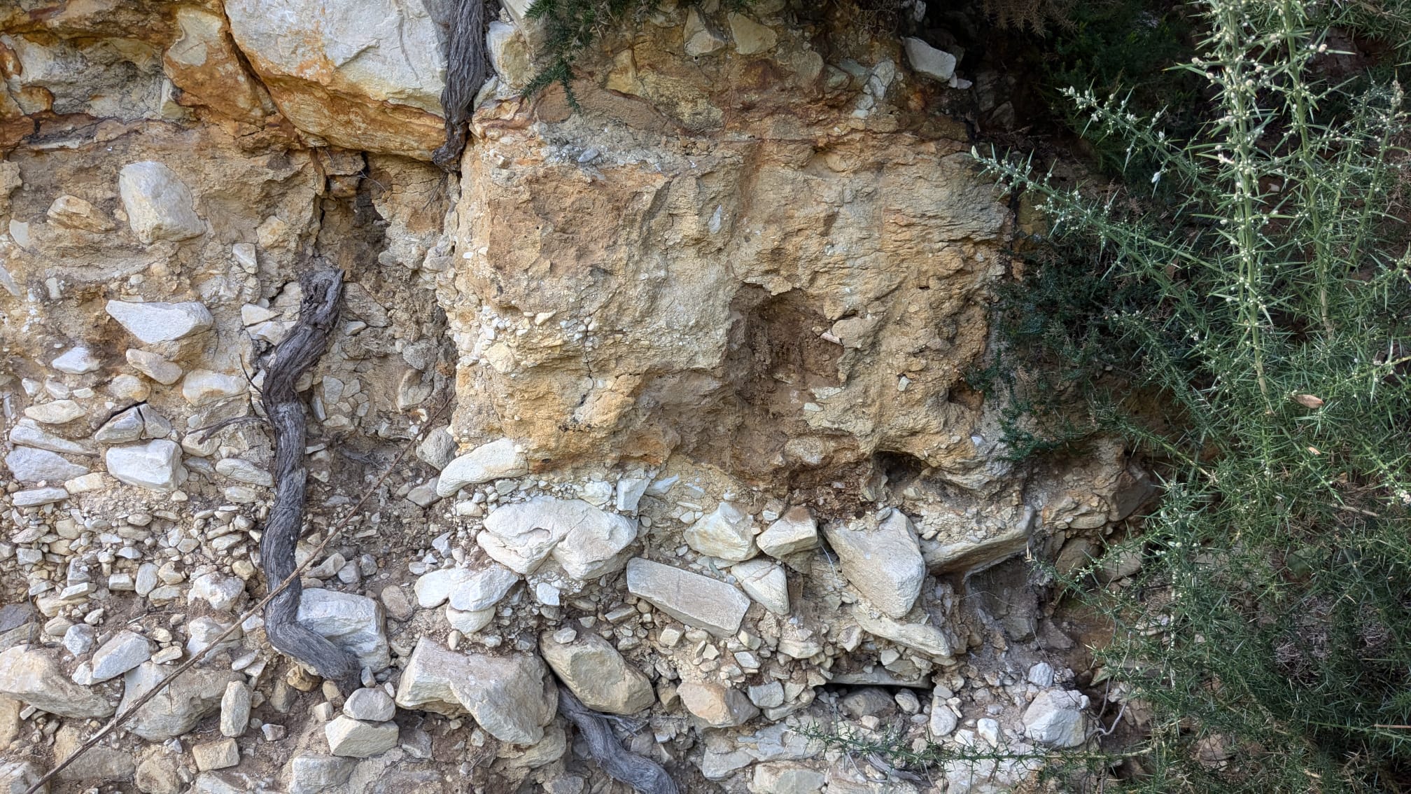 Arxila en Burela, detalle