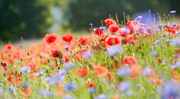 Campo de papoula Campo de papoulas