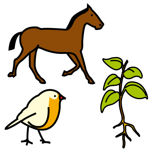 Imaxe de diferentes animais e plantas