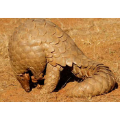 Pangolín