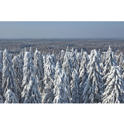 Bosque de coníferas