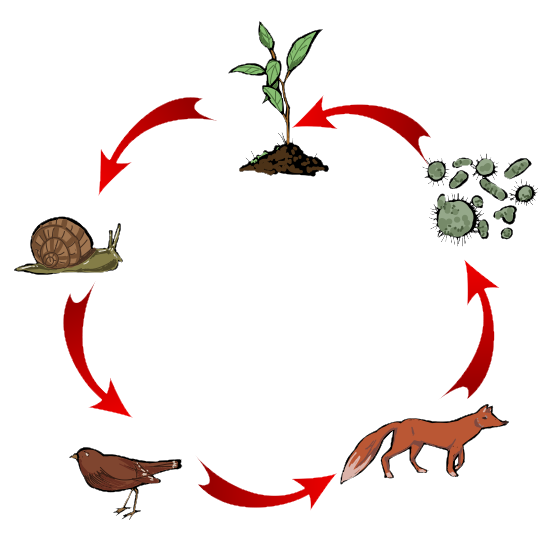 Icona coa representación da cadea trófica con produtores, consumidores primarios, secundarios, terciarios e descompoñedores
