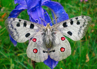 Fotografía dunha bolboreta gris con pintas negras e vermellas pousada sobre unha flor coas ás estendidas