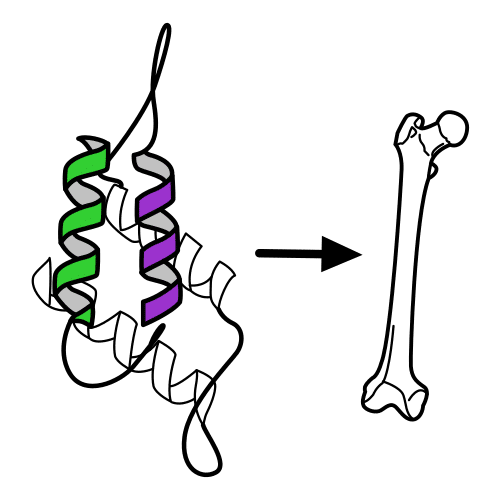 Pictograma que representa unha proteína