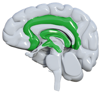 Icono redes afectivas DUA