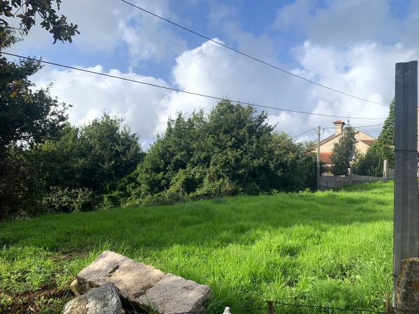 Terreno con árboles al final