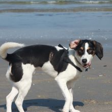 Perro posando en una playa