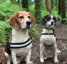Perros descansando en un camino del monte