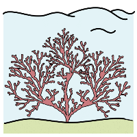 Pictograma de un coral (Arasaac) Pictograma de un coral