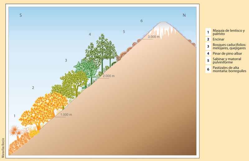 Gráfico da distribución en intervalos verticais da vexetación no ámbito da montaña