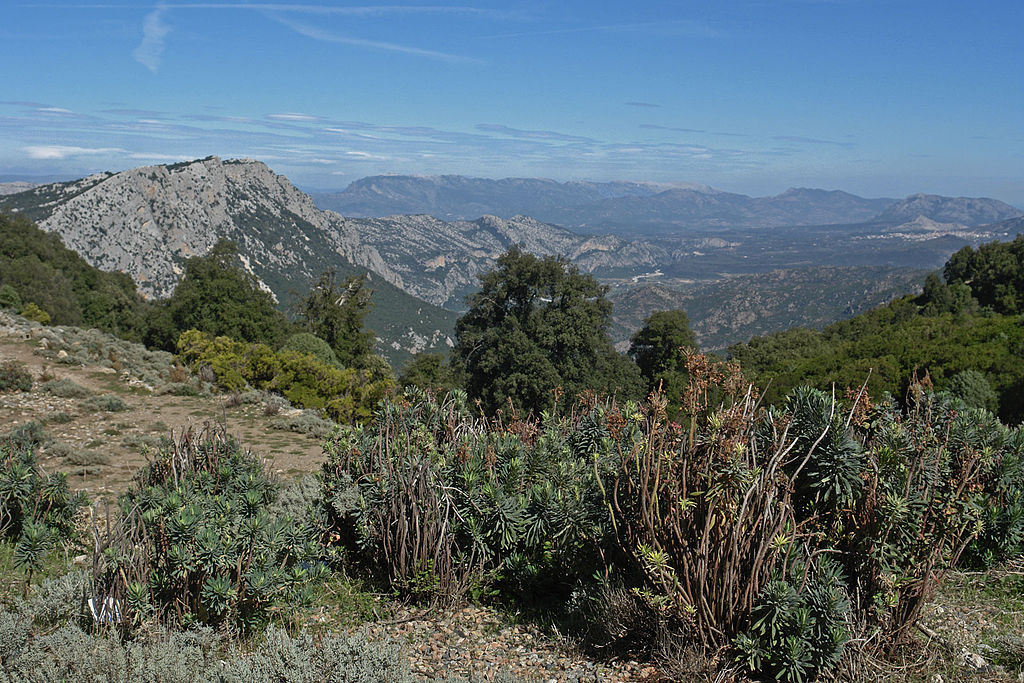 Fotografía do maquis