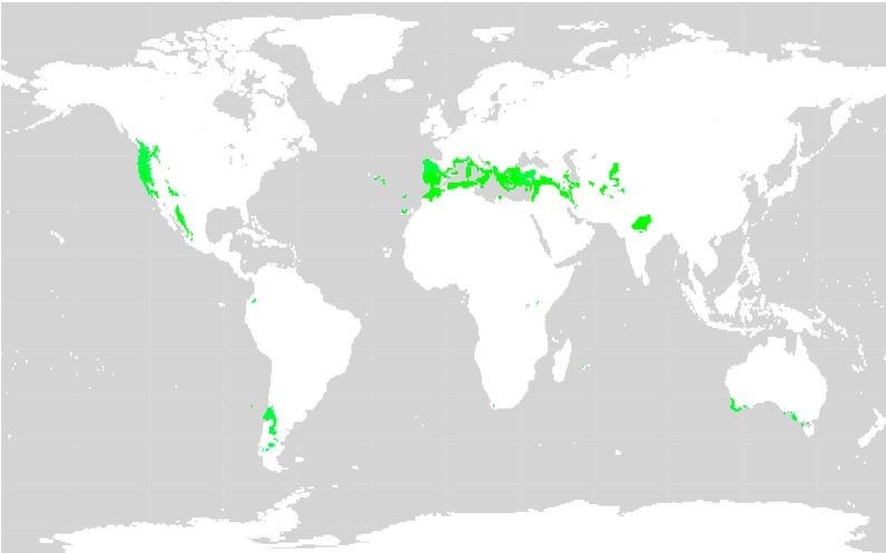 Distribución dos climas mediterráneos