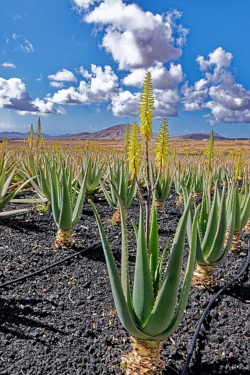 Plantas de aloe vera en Fuerteventura 