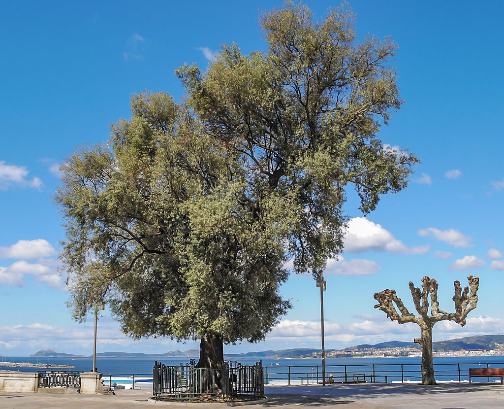 Vello Olivo de Vigo - Árbore protexida