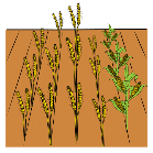 Pictograma dun Cultivo