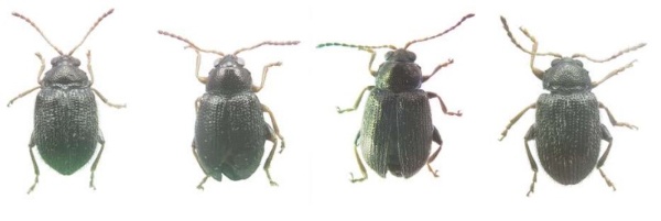 Pulguilla da patata Fotografía da Pulguilla da patata