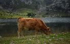 vaca pastando lagos de Covadonga