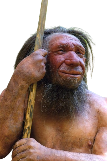Homo Neanderthalensis