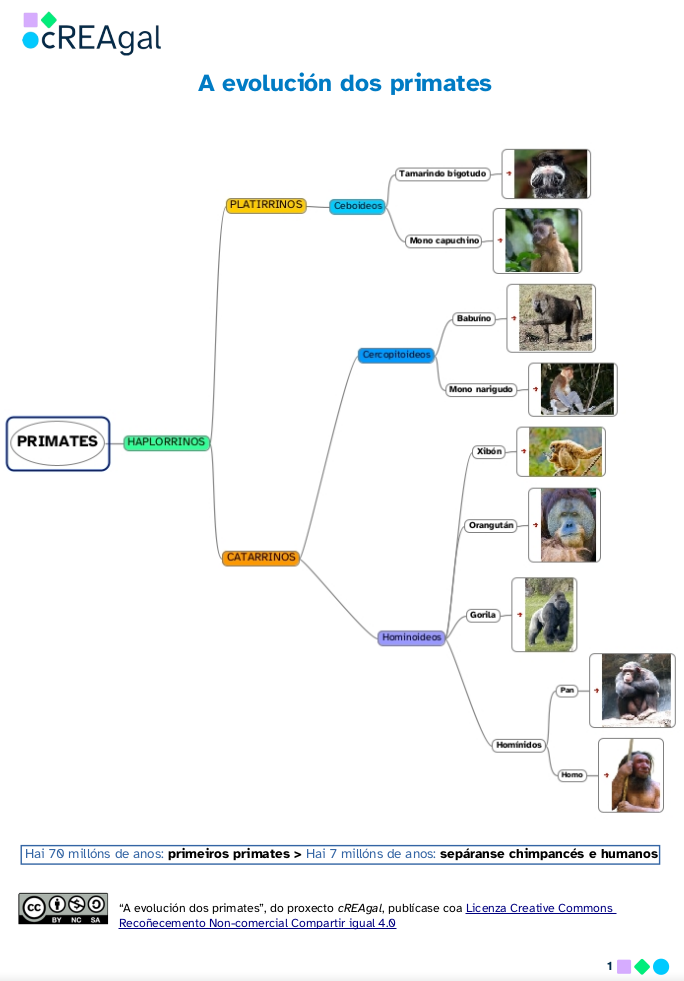 Evolución dos primates