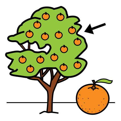 Naranjo (Arasaac) Naranjo