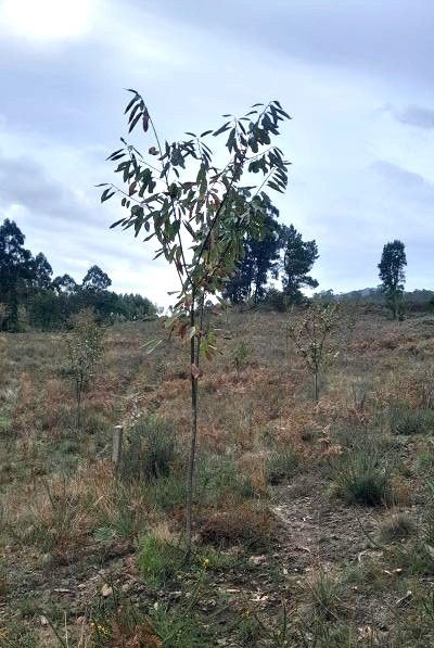 Castaño en crecimiento en Valcárceles (A Estrada)