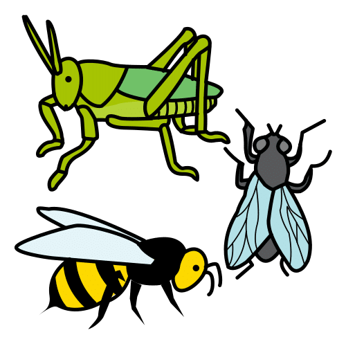 Insecto
