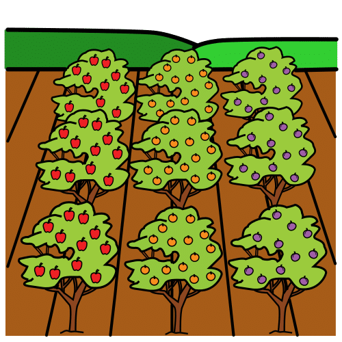 Plantación de frutales en hileras