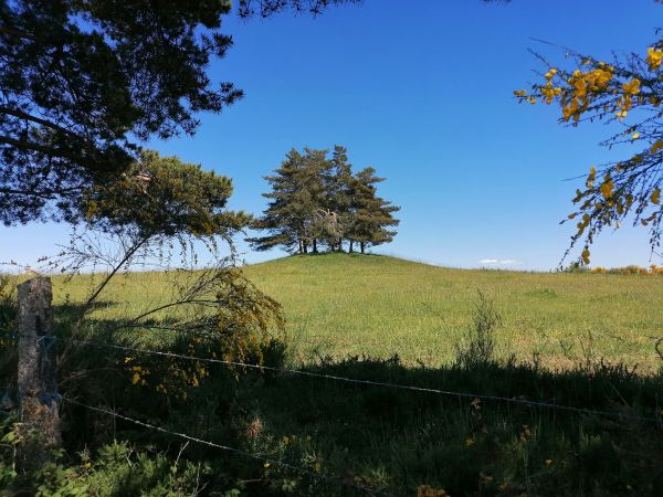 Parcela de monte con árboles y cierre