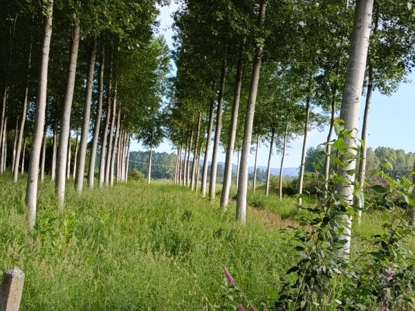 Plantación de chopos con varios años
