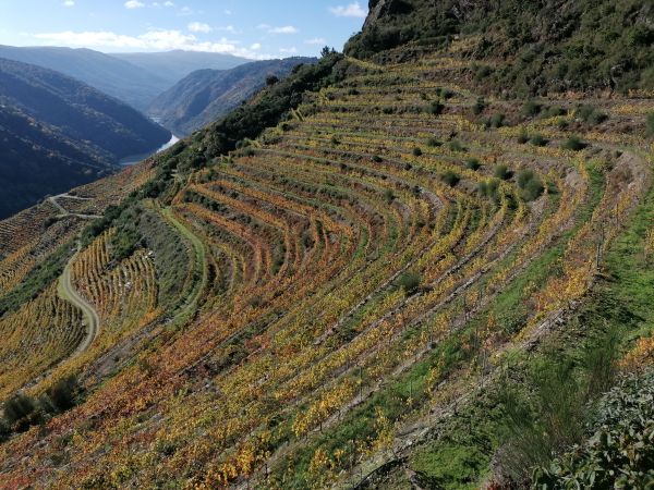 Viñedos en la Ribeira Sacra