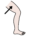 Coxa (Arasaac) Pictograma dunha coxa