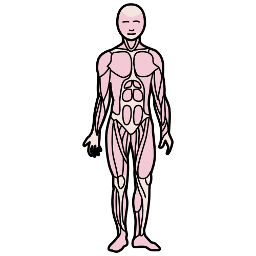 Músculos do corpo