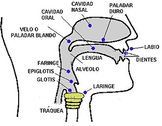 Esquema del aparato fonador