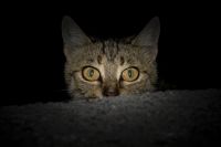 Gato escondido