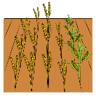 Campo con surcos, mostrando varias plantas de trigo y maíz.