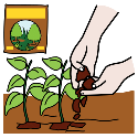 Pictograma de Arasaac: fertilizar.